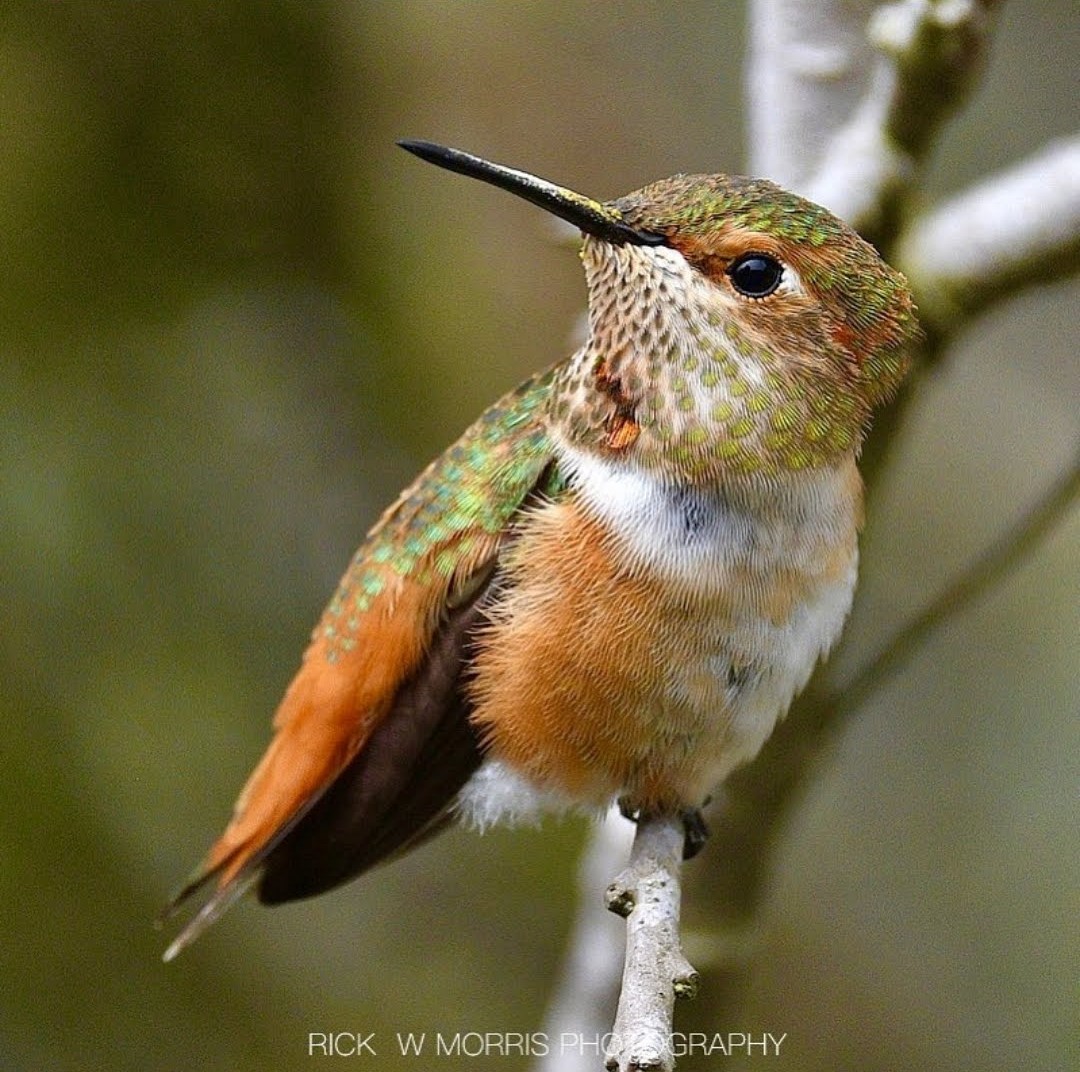 Allen’s Hummingbird – Backyard Visitors