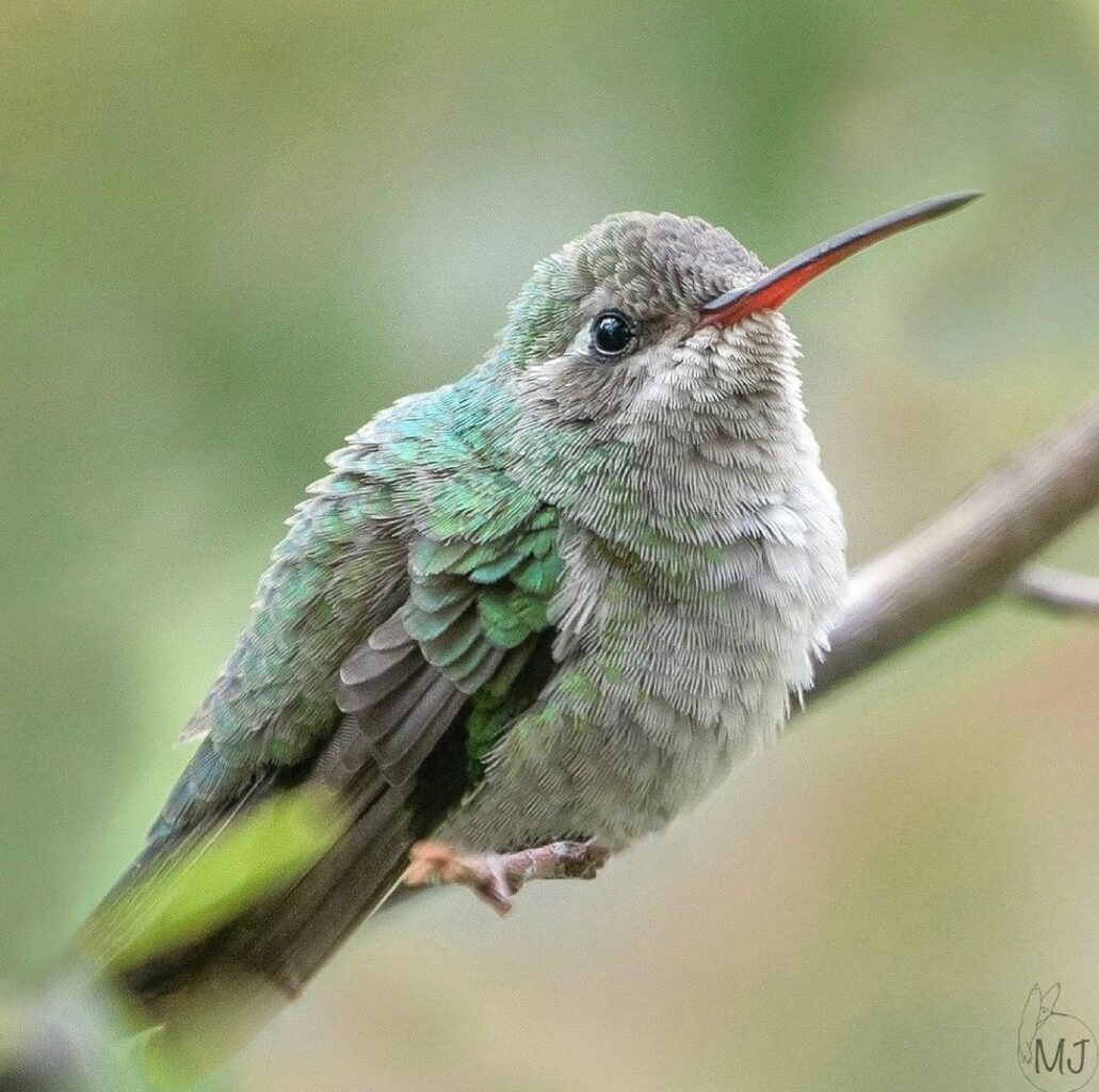 Baby Broad billed 1 hummingbirdsbysuprise AZ