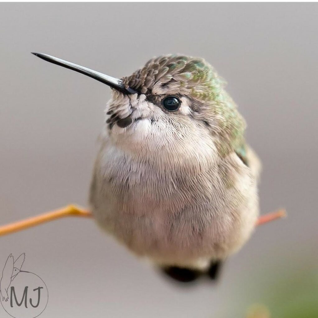 Baby Female Costas 2 Hummingbirdsbysuprise AZ