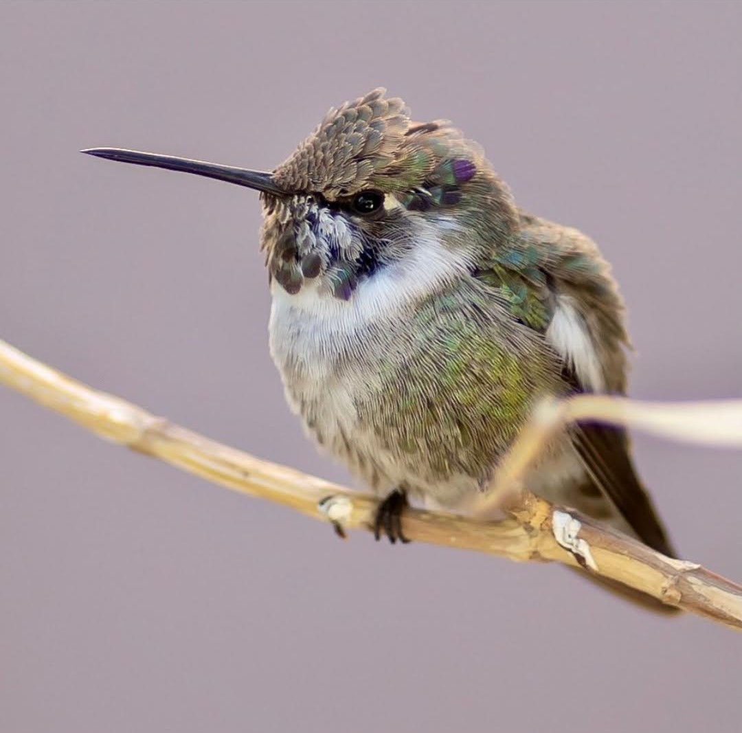 Baby Male Costas 2 Hummingbirdsbysuprise AZ