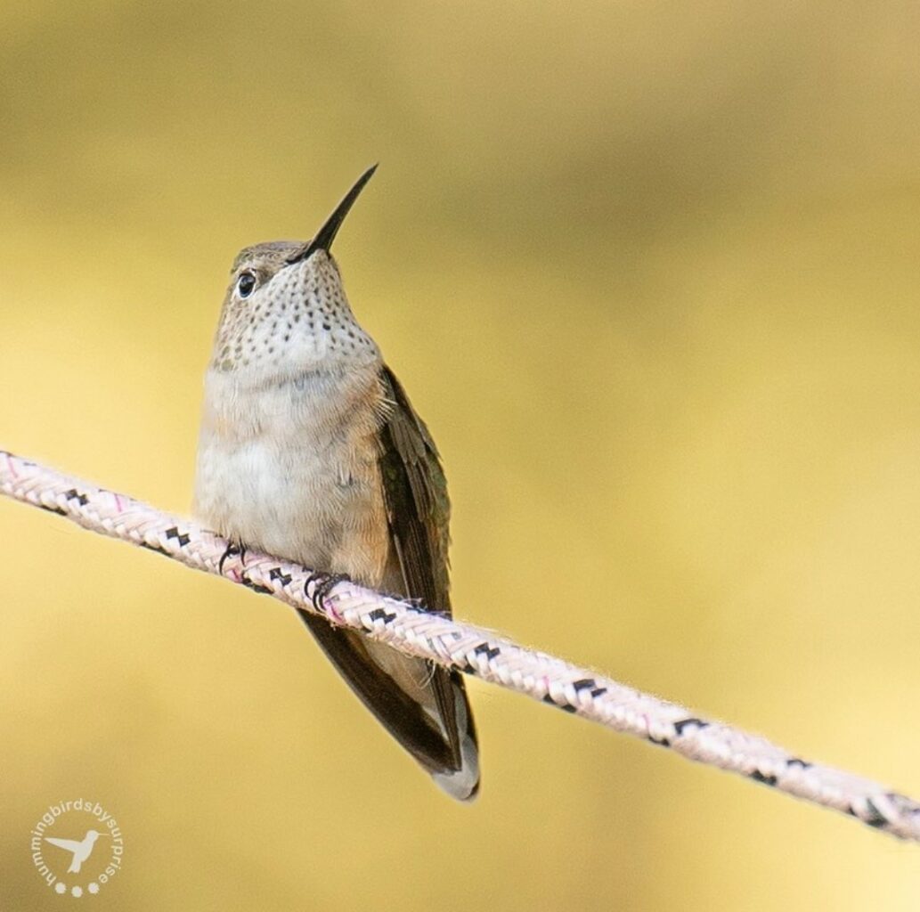 Female Broad tailed 1 hummingbirdsbysuprise AZ