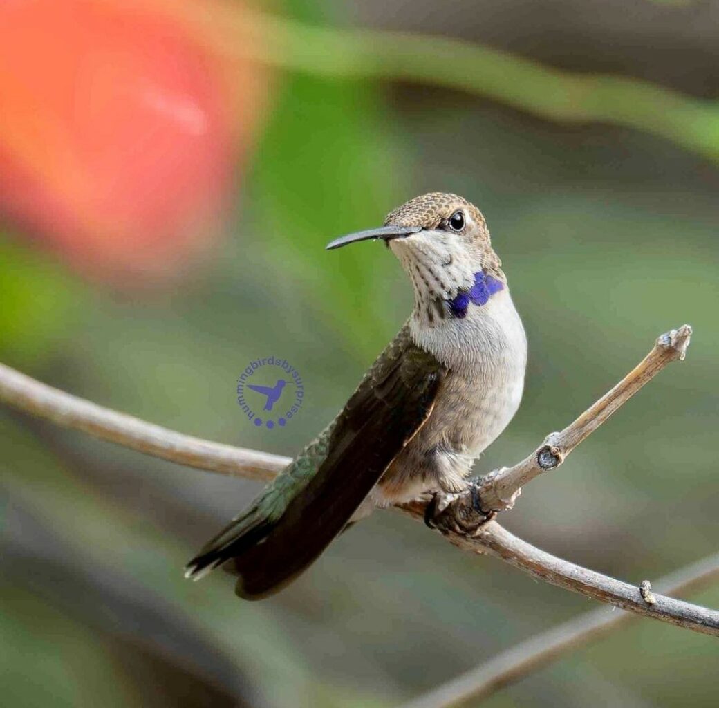 Juv Black chinned 1 hummingbirdsbysuprise AZ