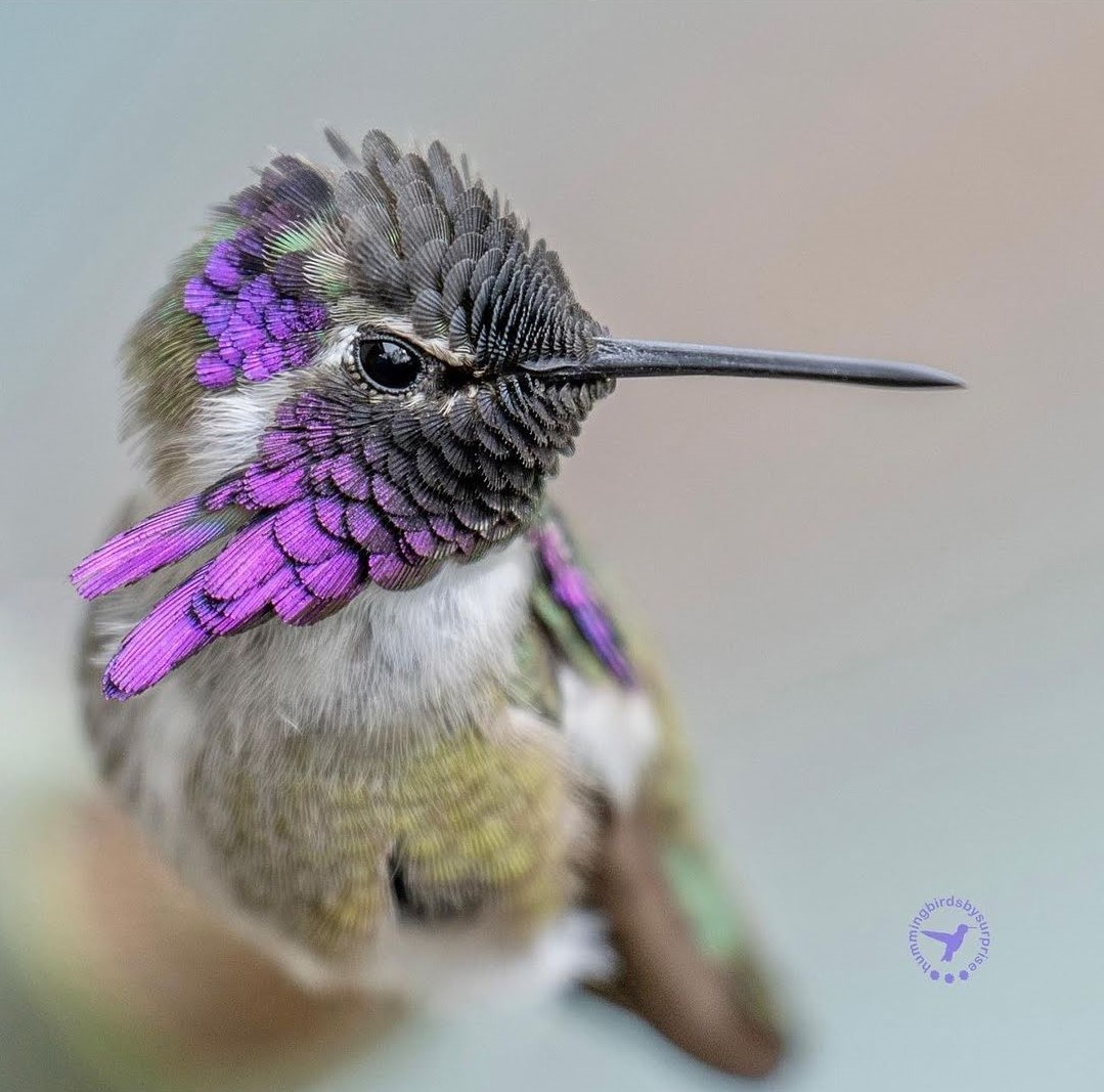 Alaska Hummingbirds: 5 Awesome Documented Species – Backyard Visitors