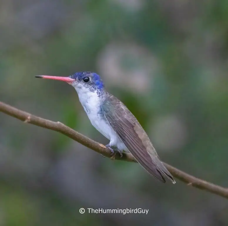 Male Violet crowned 1 thehummingbirdguy