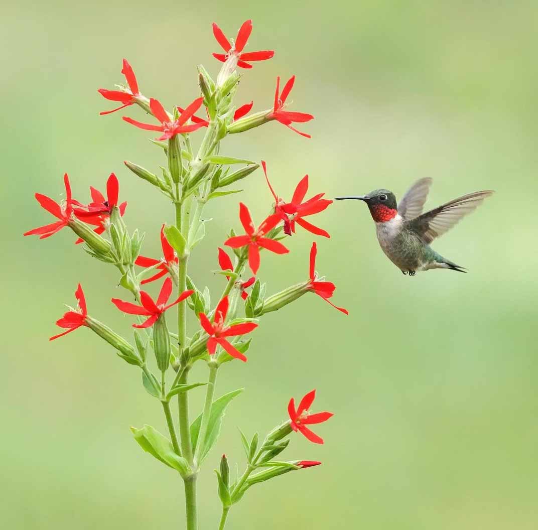 Ruby throat with Royal Catchfly Andy Raupp