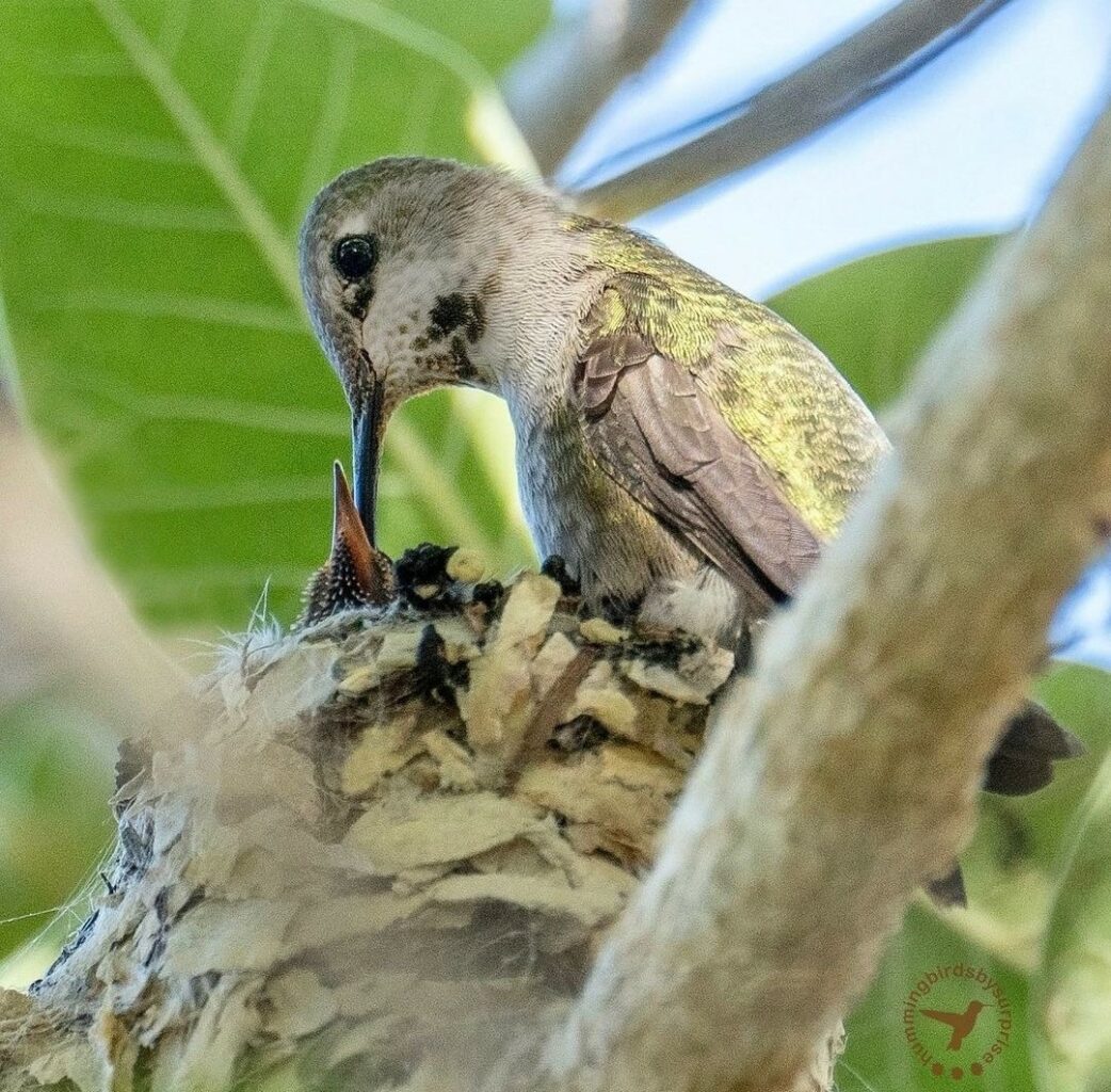 Female Annas 2 with Baby Hummingbirdsbysuprise AZ