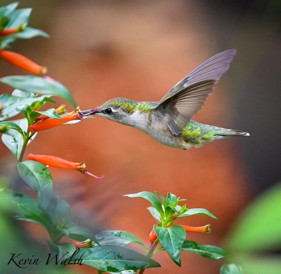 How Fast Do Hummingbirds Fly Discover Hummingbird Flight Speed And How How fast do hummingbirds fly discover hummingbird flight speed and how