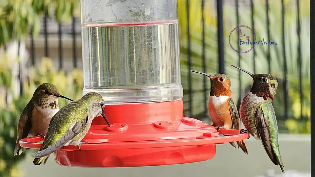 Four hummers on feeder close up watermarked