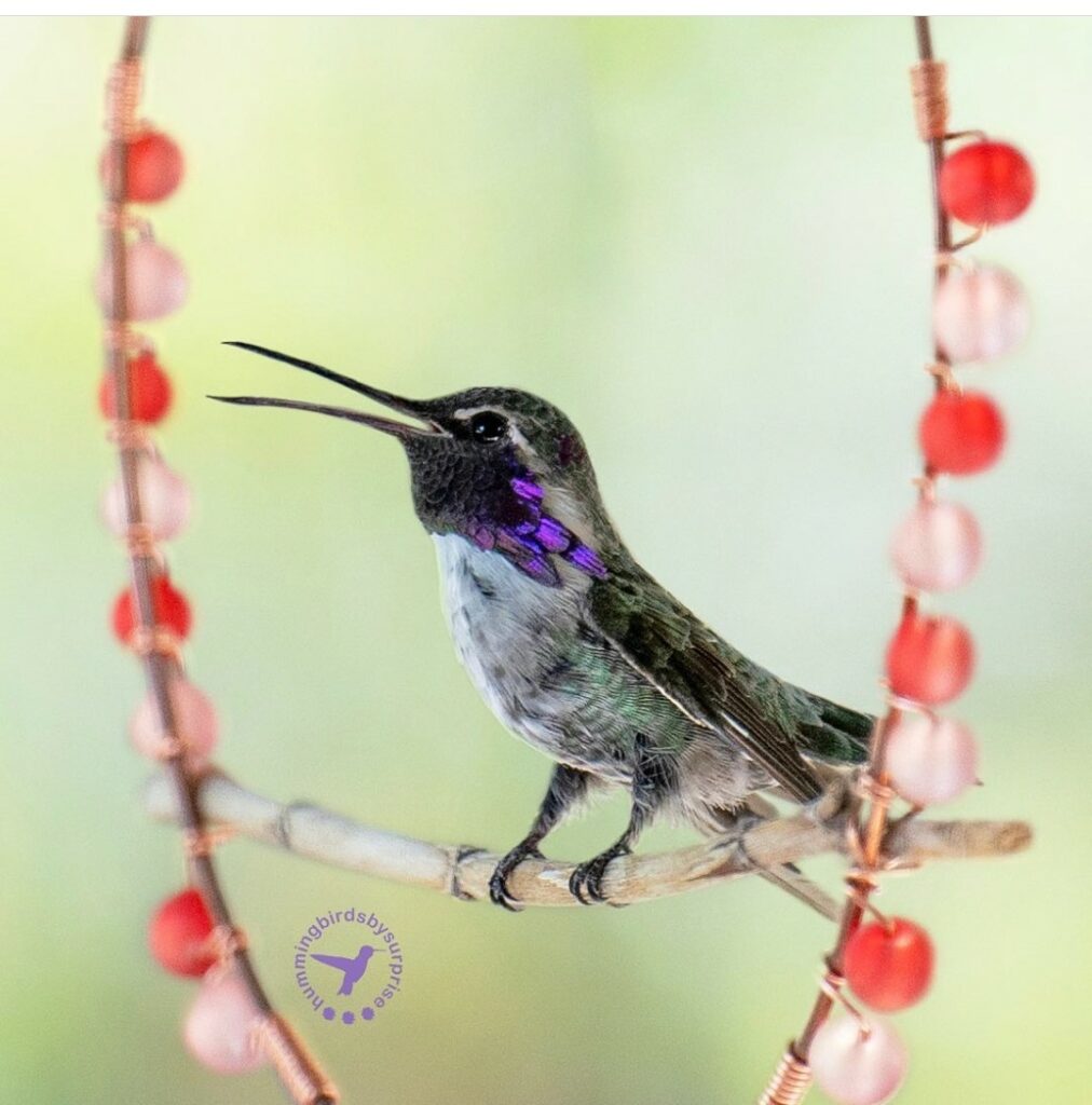 Male Costas 11 MOUTH OPEN HOT Hummingbirdsbysuprise AZ