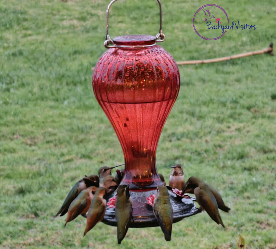 Several hummers on red feeder watermarked cropped