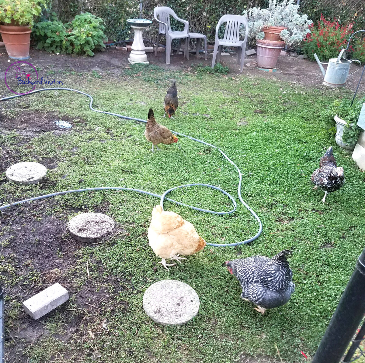 20171227 163927 Backyard Chickens CROP WATERMARKED
