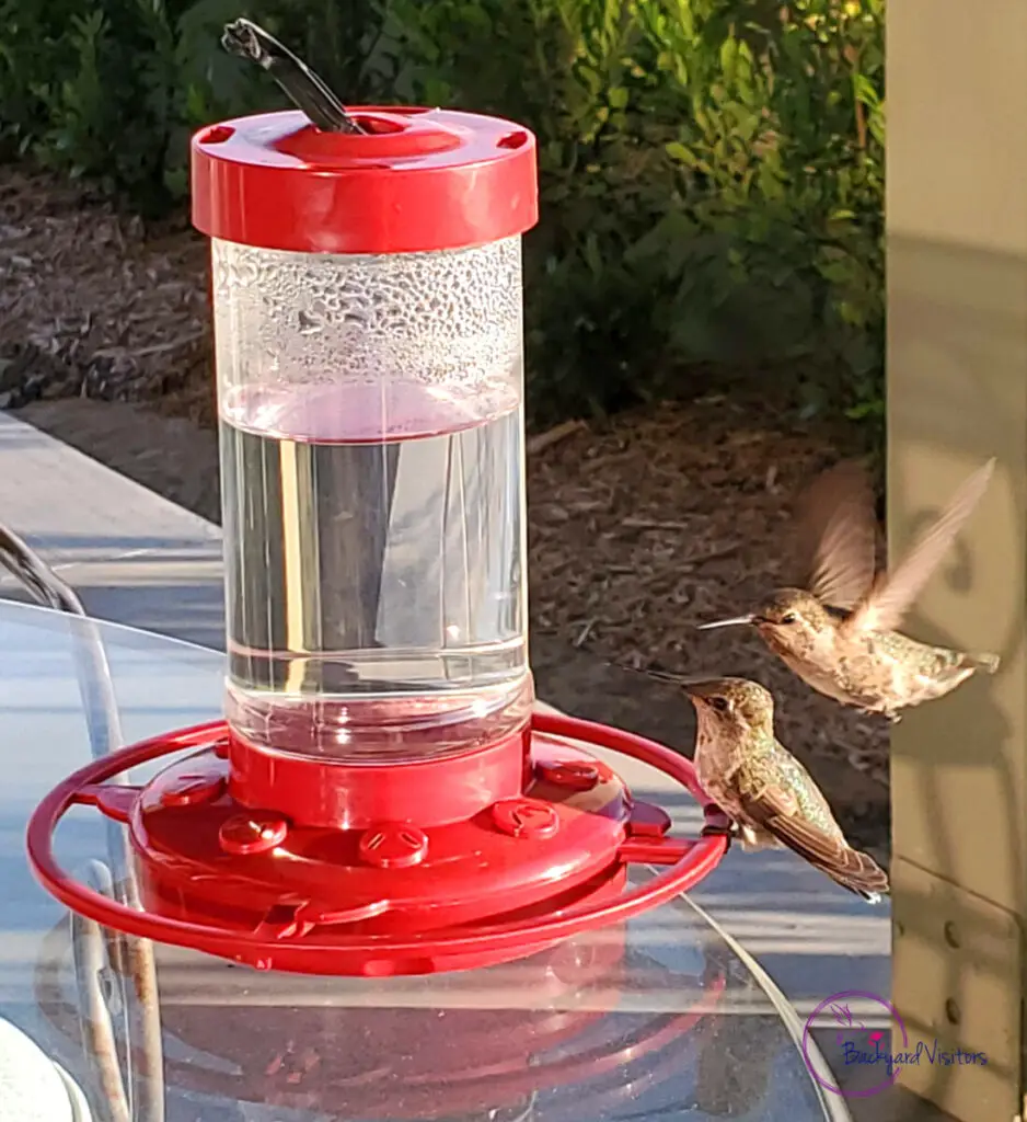 20220721 191545 Two Hummers at Feeder CROP WATERMARKED
