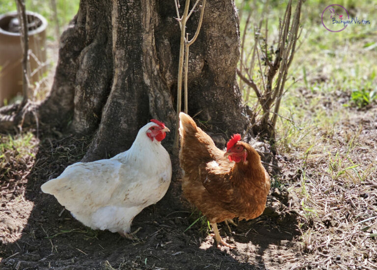 What to Expect from Your Flock of Backyard Chickens: Need to Know About Raising Hens and Backyard Chickens