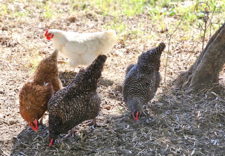 What is Chicken Welfare? Understanding the Basics of Backyard Chicken Health and Welfare