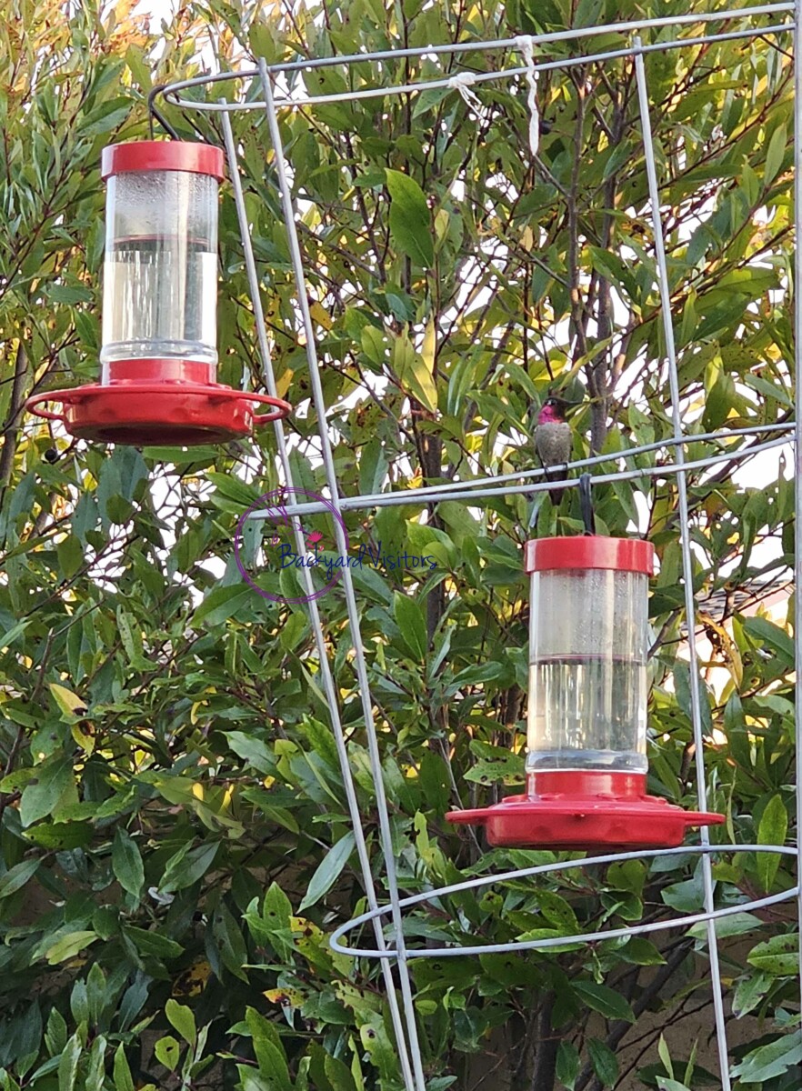 How High Should a Hummingbird Feeder Be – Ideal Height for Feeders