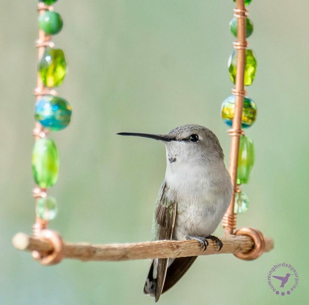 Female Costas 10 ON SWING hummingbirdsbysuprise AZ