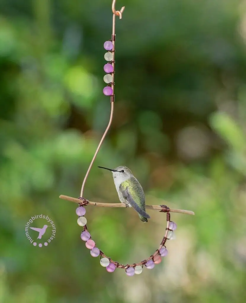Female Costas 9 ON SWING hummingbirdsbysuprise AZ