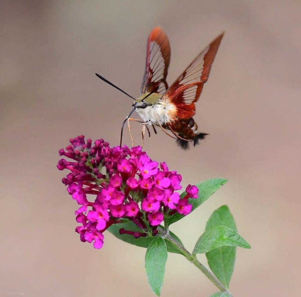 Humm Moth and Butterfly Bush Andy Raupp