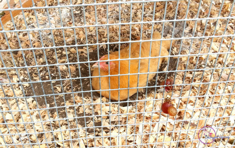Predator Proofing Your Chicken Coop Tips and Tricks: A Complete Guide to Create a Predator-Proof Chicken Haven