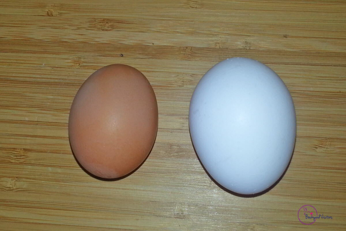 20131117 110431 Fresh egg v Store Bought EKBD CROP WATERMARKED