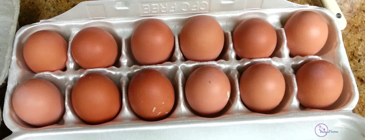 20131222 201909 Chicken Eggs 2 EKBD CROP WATERMARKED