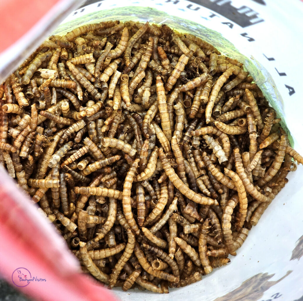 20240402 153029 Mealworms CROP WATERMARKED