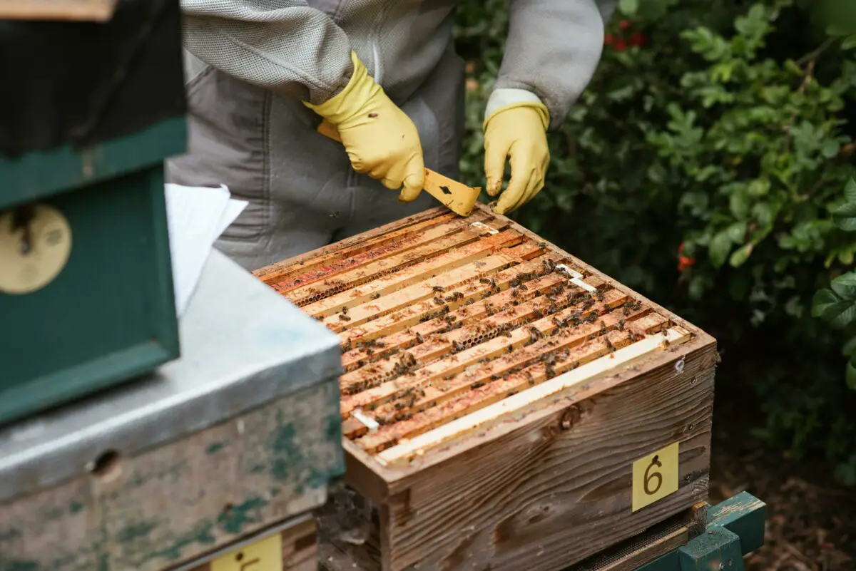 Beehive Tool Stock Photo